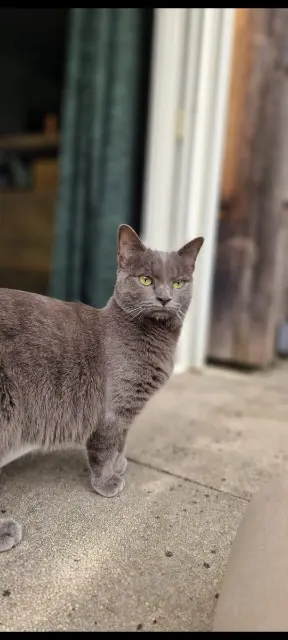 chatte lost   95380 Chennevières-lès-Louvres UBY
