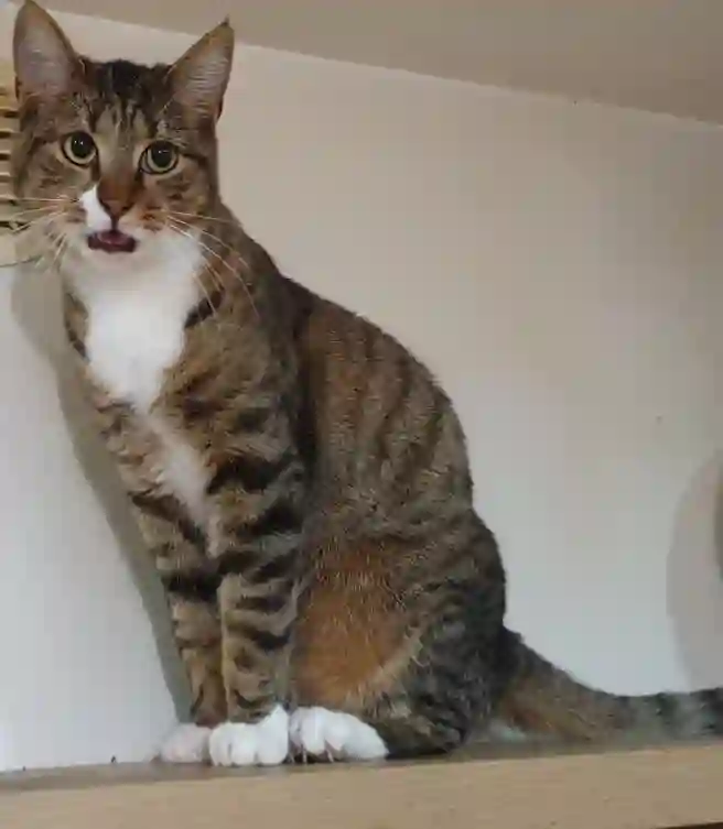 Chatte Perdue 95 Val-d'Oise - Upsa Chatte Perdue 95 Val-d'Oise - Upsa