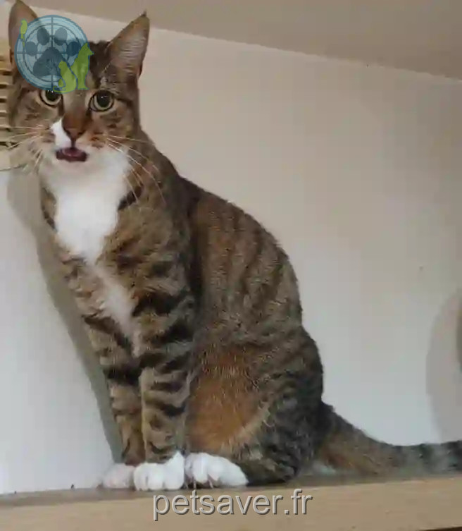 Chatte Perdue 95 Val-d'Oise - Upsa Chatte Perdue 95 Val-d'Oise - Upsa