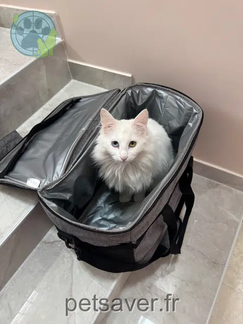 chatte lost   95170 Deuil-la-Barre Vahia