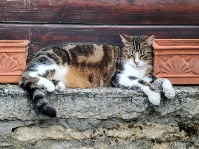 chatte lost    Ambleville Zara