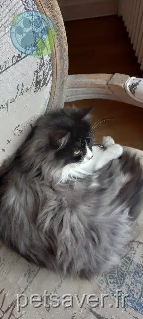 chatte lost 95110 Sannois Zoé