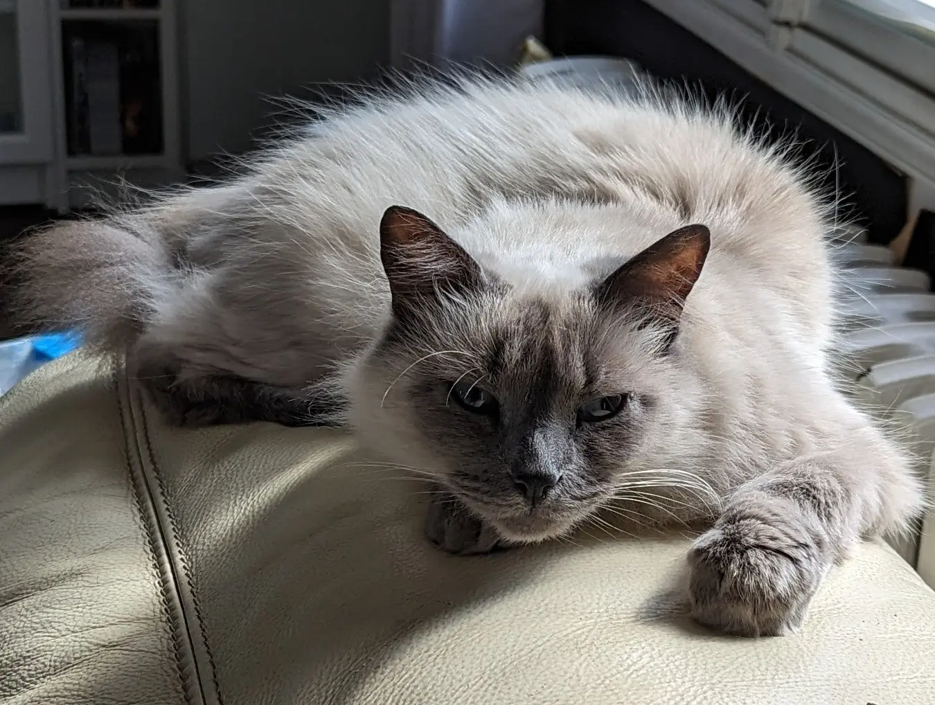 Chatte Perdue 95 Val-d'Oise Chatte Perdue 95 Val-d'Oise