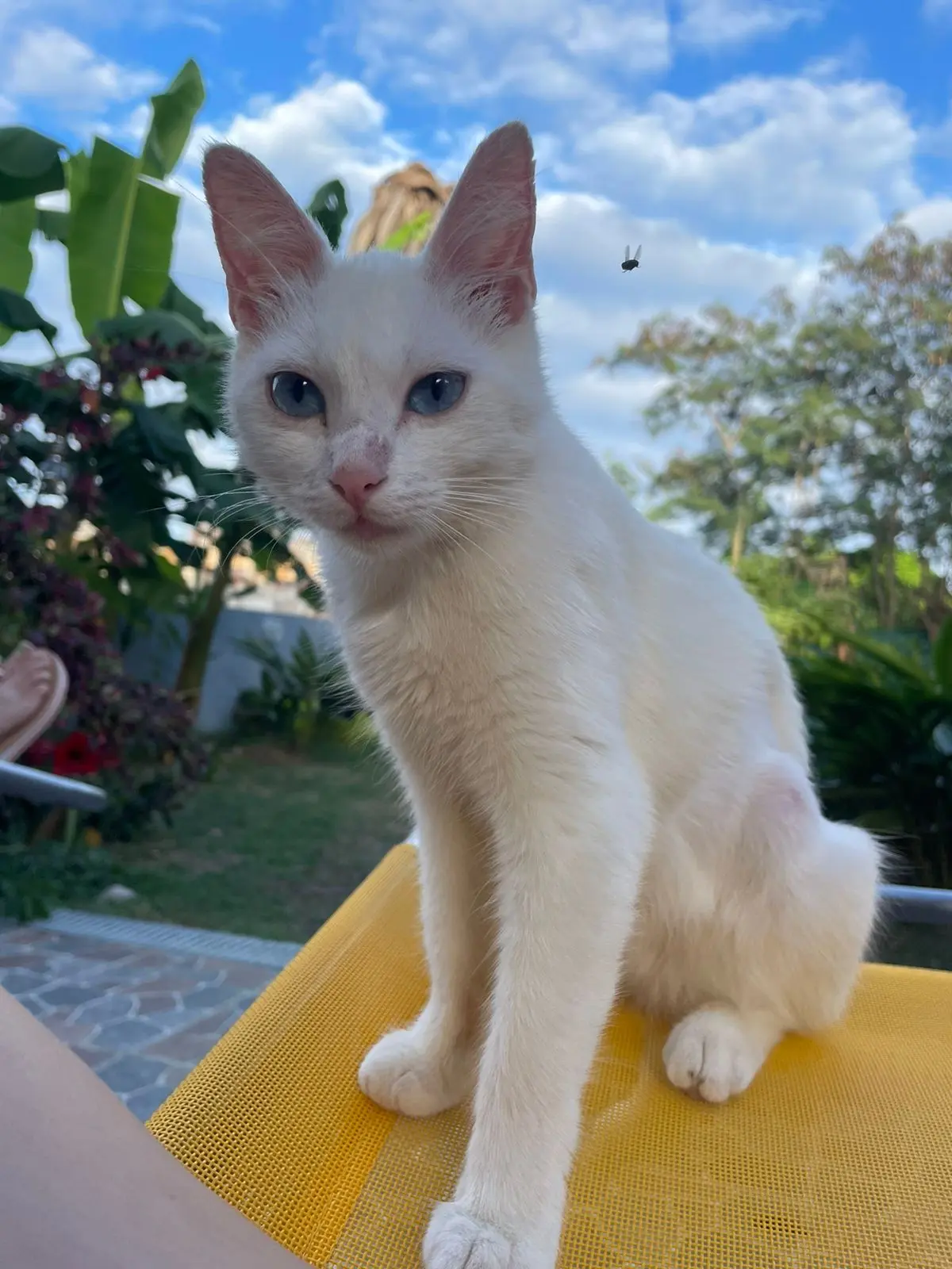 Chatte Perdue - Blue