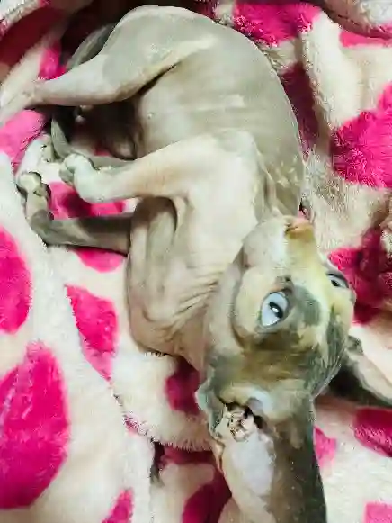Chatte Perdue - Dolce