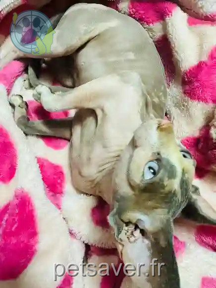 Chatte Perdue - Dolce Chatte Perdue - Dolce