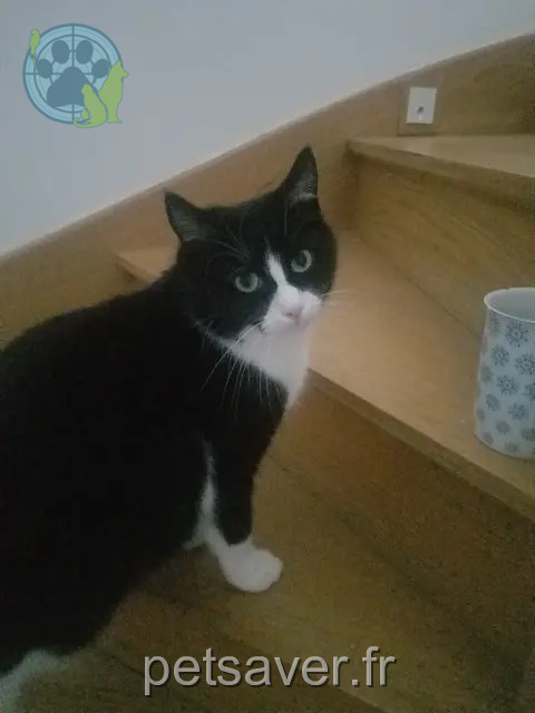 chatte lost 97217 Anse d'Arlet Sushi