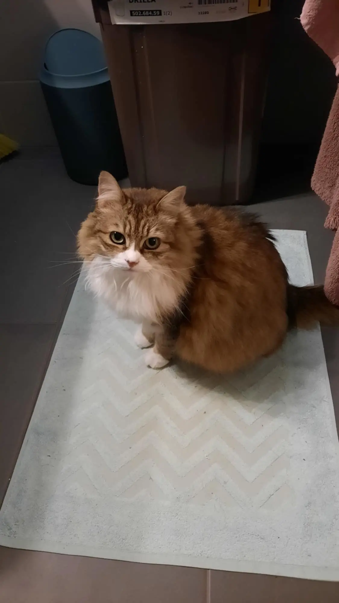 Chatte Perdue - Doushka Chatte Perdue - Doushka