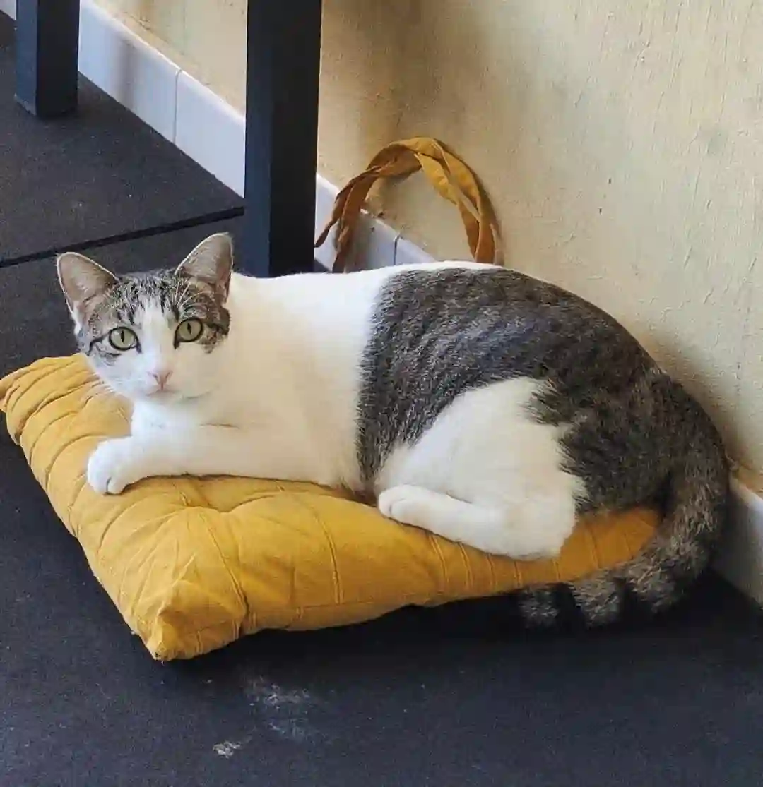 Chatte Perdue - Onara Chatte Perdue - Onara