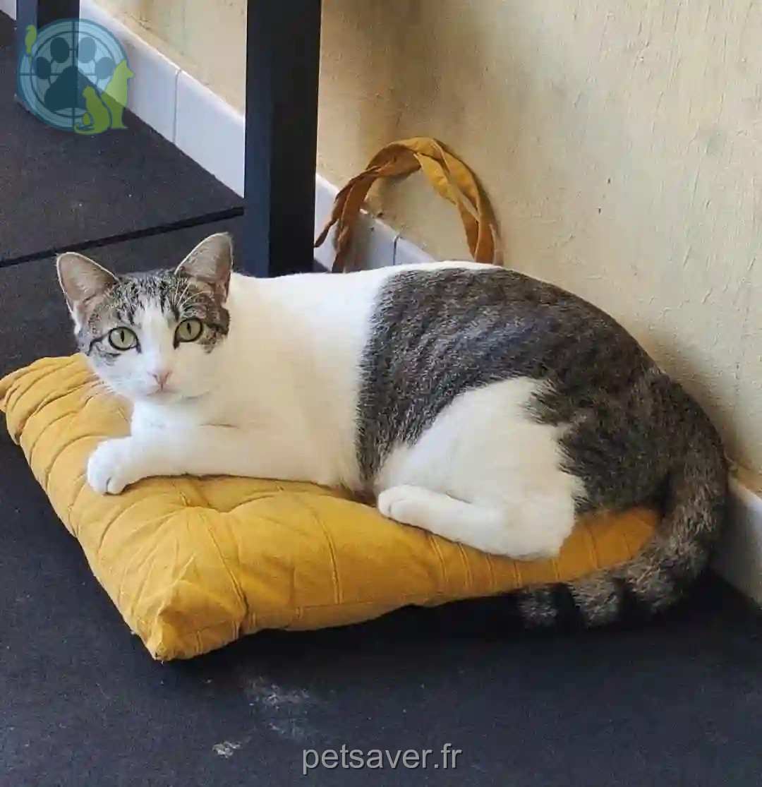 Chatte Perdue - Onara Chatte Perdue - Onara
