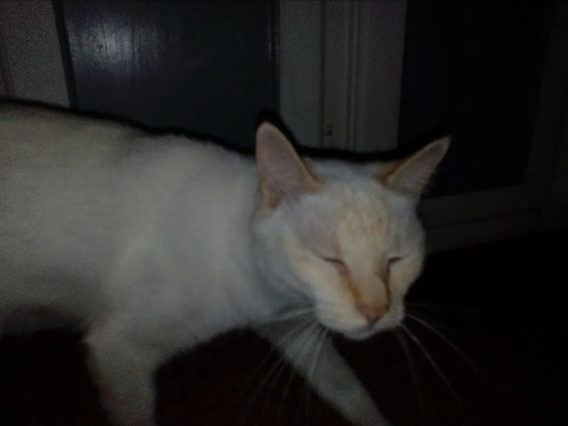 Chatte Perdue Chatte Perdue