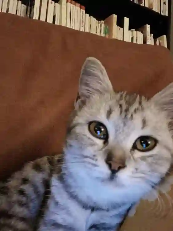 Chatte Perdue Saint-Denis - Misstee Chatte Perdue Saint-Denis - Misstee