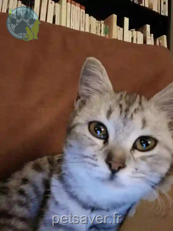 Chatte Perdue Saint-Denis - Misstee Chatte Perdue Saint-Denis - Misstee