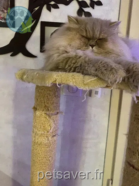 chatte lost Ngaoundéré II Paillette
