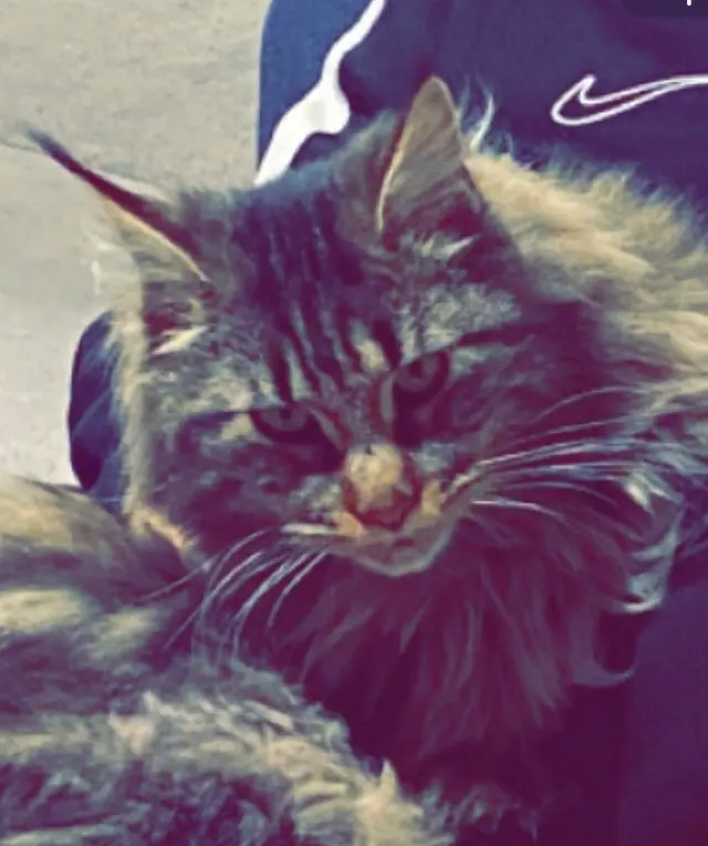 Chatte Perdue Chatte Perdue