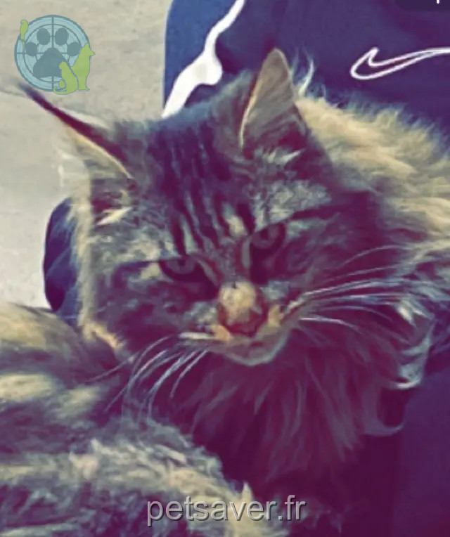 Chatte Perdue Chatte Perdue