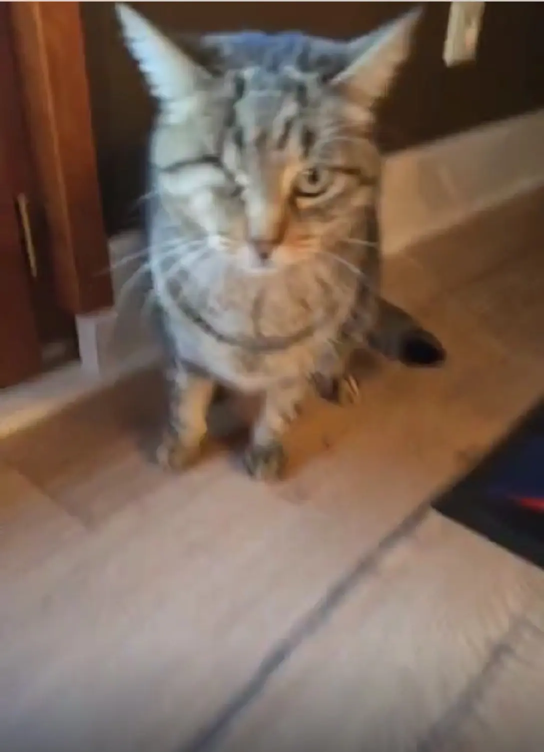 Chatte Perdue - Naha Chatte Perdue - Naha