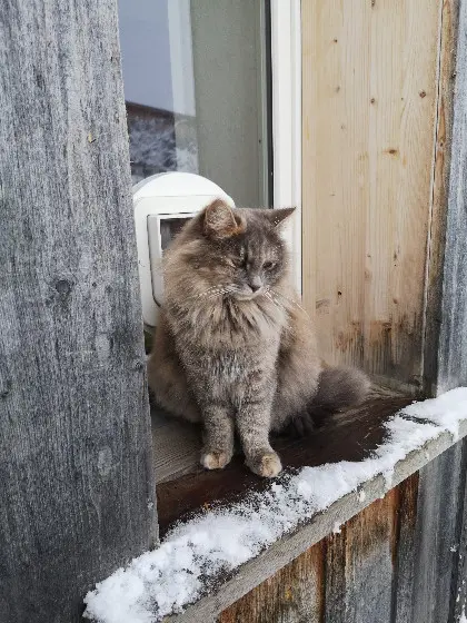 Chatte Perdue Verwaltungskreis Bern-Mittelland - Lilly Chatte Perdue Verwaltungskreis Bern-Mittelland - Lilly