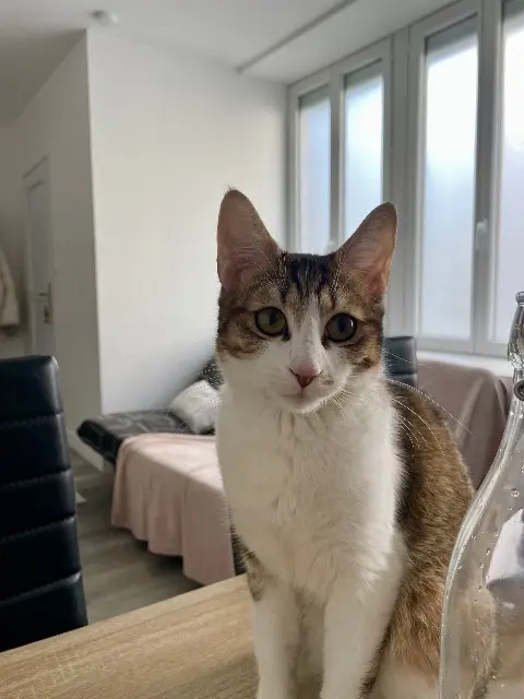 chatte lost   71240 Sennecey-le-Grand Boulette
