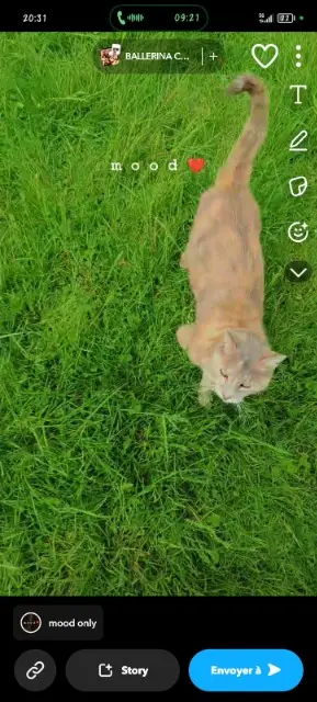 chatte lost   71150 Fontaines Caline