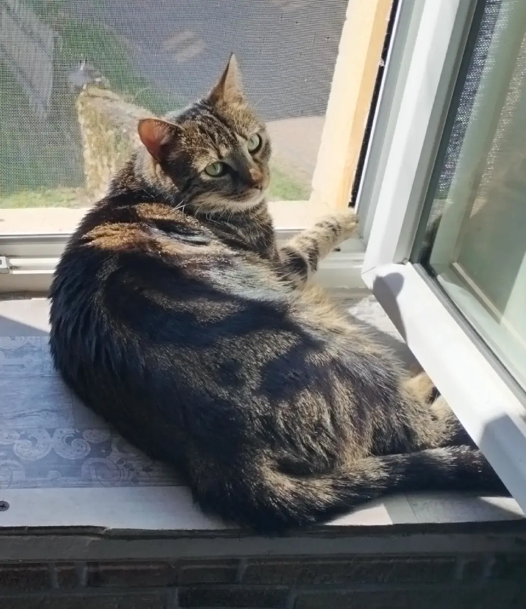 kat vermist Rue de la Mairie 71800 Châtenay Ciri kat lost Rue de la Mairie 71800 Châtenay Ciri