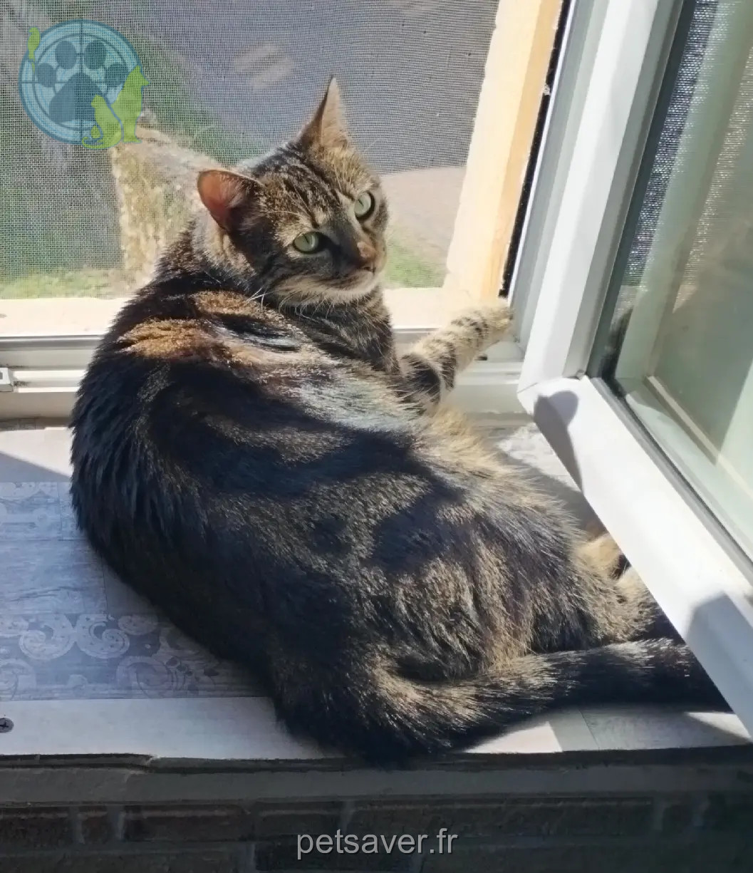 chatte perdue Rue de la Mairie 71800 Châtenay Ciri chatte lost Rue de la Mairie 71800 Châtenay Ciri