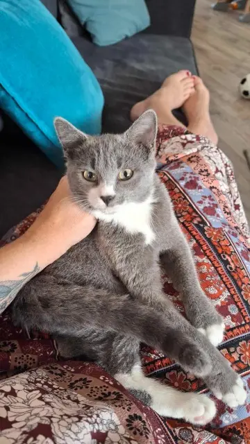 chatte lost   71200 Le Creusot Gaïa