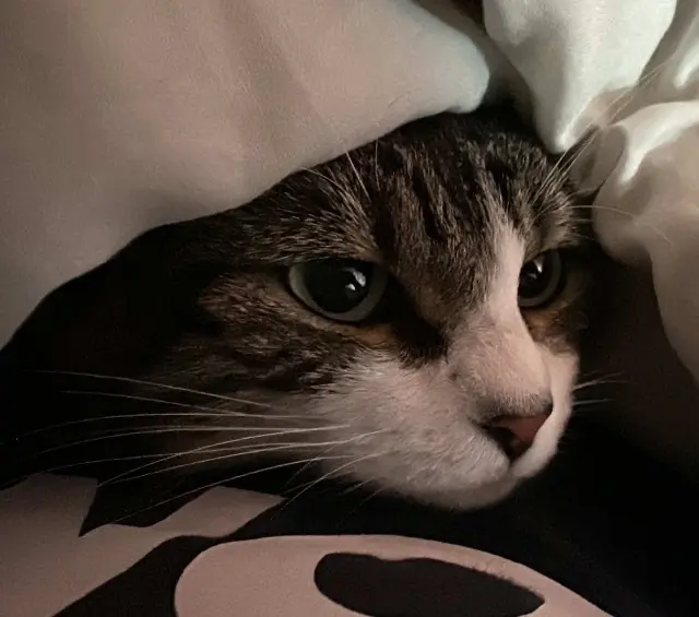 chatte lost   71200 Le Creusot Nezuko