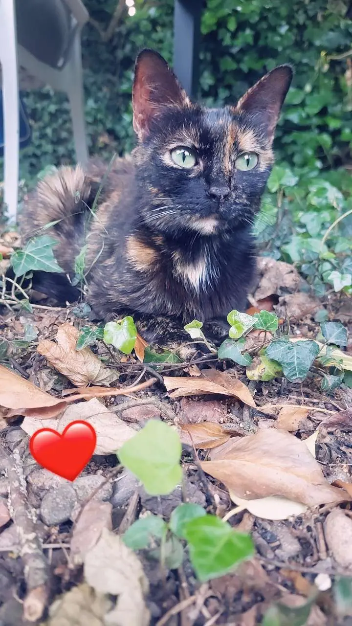chatte lost   71130 Gueugnon Petrousckà