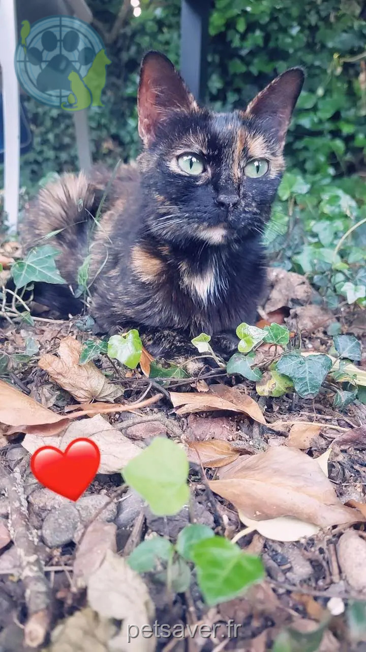 cat lost 71130 Gueugnon Petrousckà cat lost 71130 Gueugnon Petrousckà
