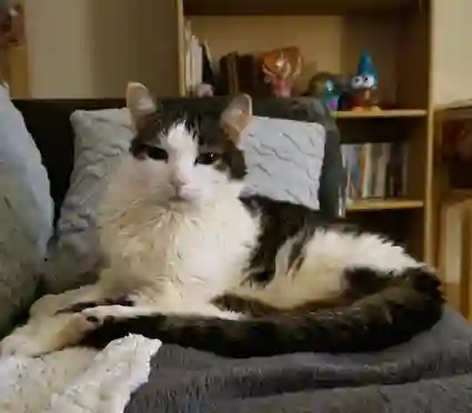Chatte Perdue - Pouki Chatte Perdue - Pouki