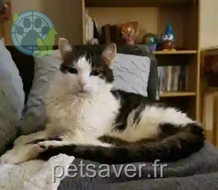 Chatte Perdue - Pouki Chatte Perdue - Pouki