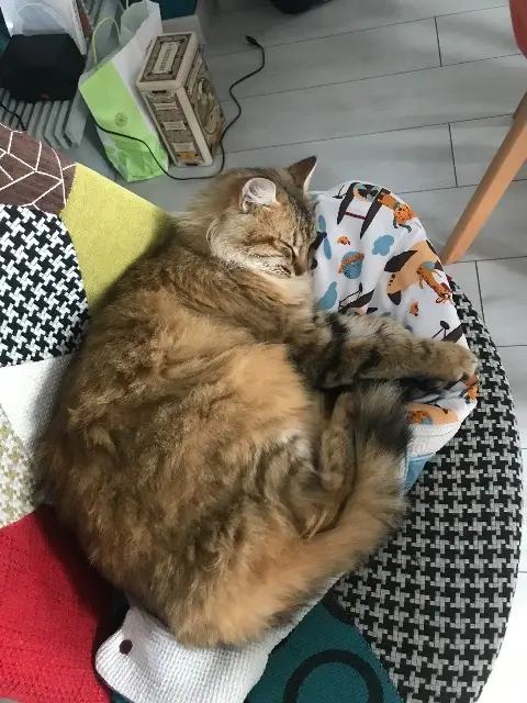 chatte lost   71430 Saint-Aubin-en-Charollais Prune