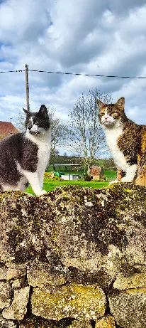 Chatte Perdue - Ruby Chatte Perdue - Ruby
