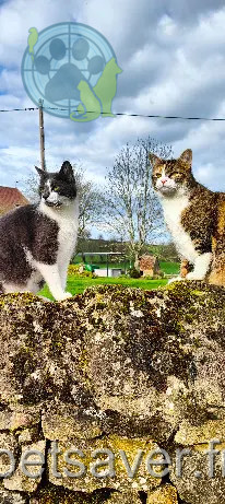 Chatte Perdue - Ruby Chatte Perdue - Ruby