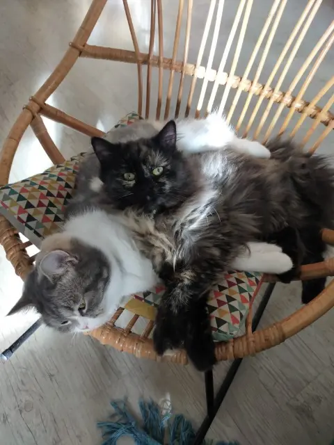 chatte lost   71390 Bissey-sous-Cruchaud Simone