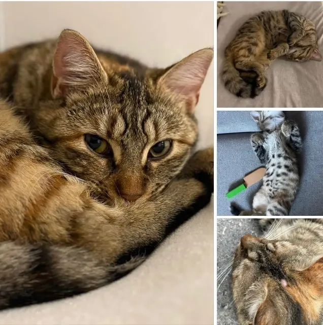 chatte lost   71100 Lux Stella