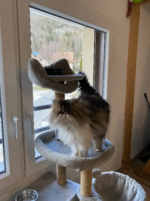 chatte lost   71390 Messey-sur-Grosne Utah
