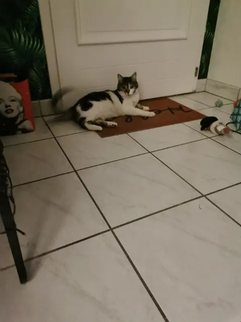 chatte lost   71380 Saint-Marcel Vesper