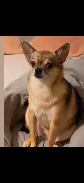 chatte lost   1060 Saint-Gilles Didi