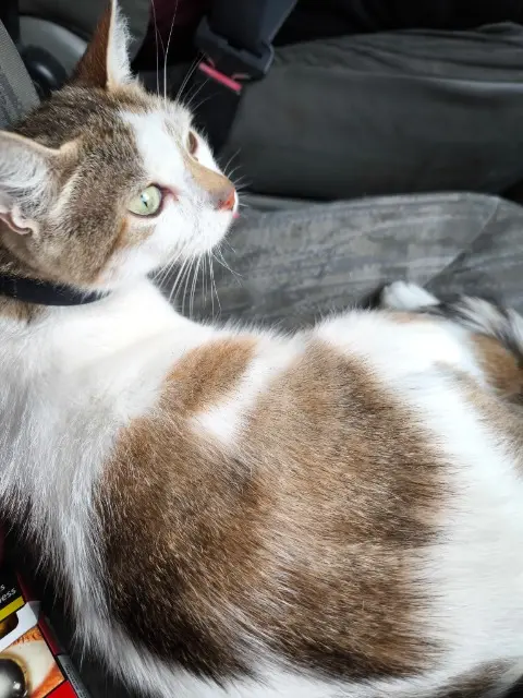 chatte lost   78148 Gütenbach Cookie