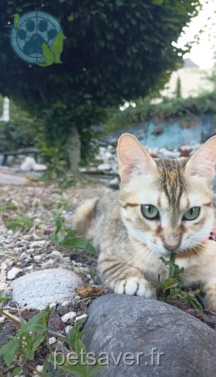 Chatte Perdue Los Angeles County Los Angeles - Satis