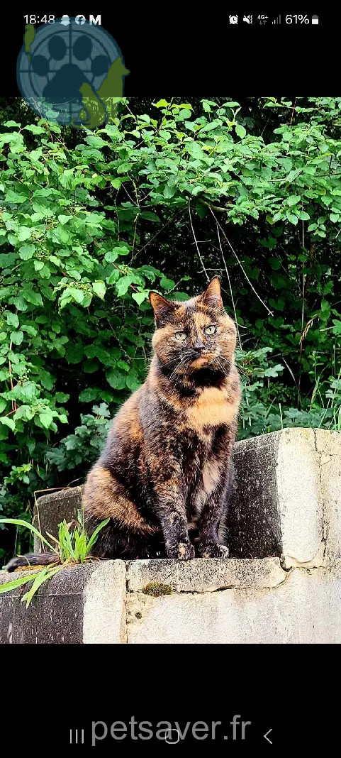 gata perdida Avenue du Grand-Salève 1255 Veyrier Nessie gata lost Avenue du Grand-Salève 1255 Veyrier Nessie