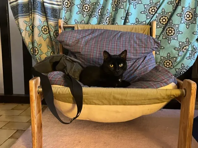 chatte lost     Gigi