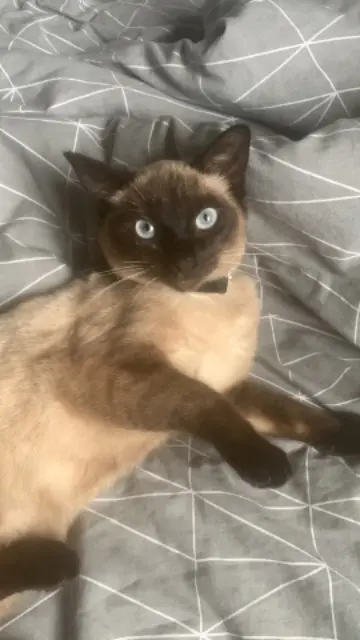 chatte lost   59150 Wattrelos Fifille