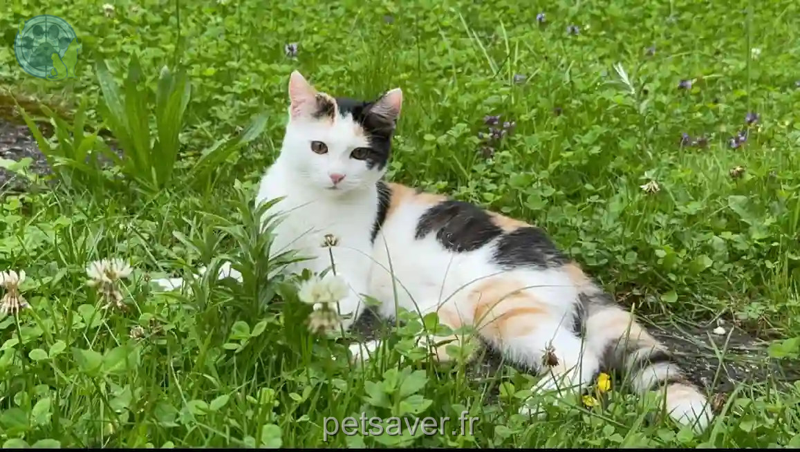 Chatte Perdue - Shirin-lesedi Chatte Perdue - Shirin-lesedi