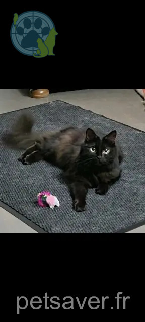 chatte lost 41051 Castelnuovo Rangone KALY