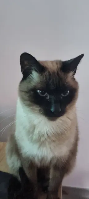 chatte lost   34170 Castelnau-le-Lez Missclick