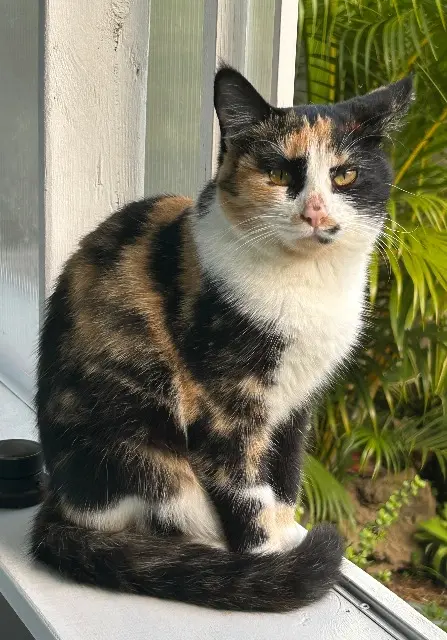 chatte lost    Saint-Pierre Angele