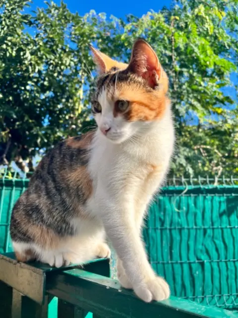 chatte lost    Saint-Paul Iska